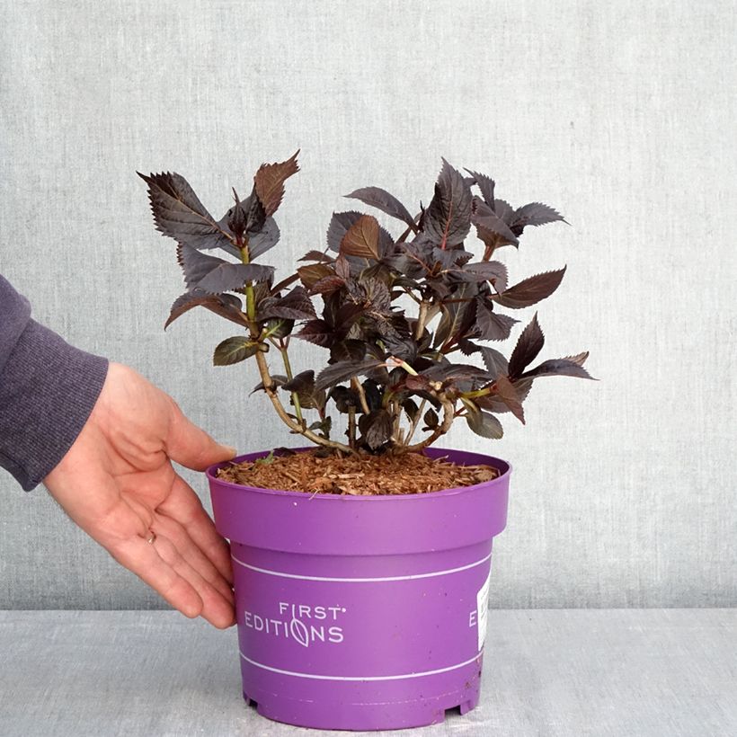 Amostra de Hortênsia macrophylla Eclipse Vaso de 3 L/4 L tal como entregue na primavera
