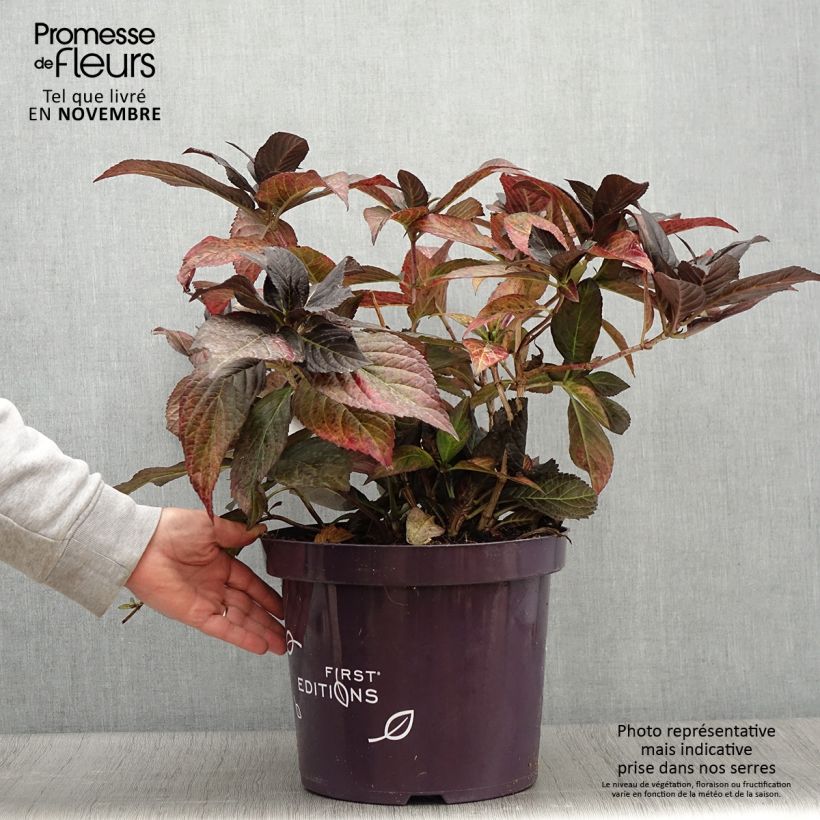Amostra de Hortensia - Hydrangea macrophylla Eclipse Pot de 3L/4L tal como entregue no outono