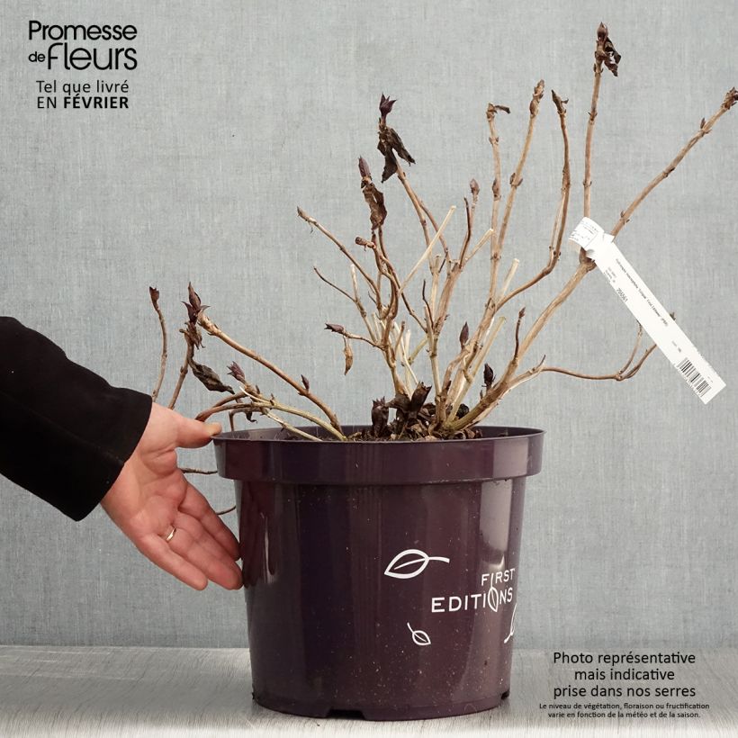 Amostra de Hortênsia macrophylla Eclipse Vaso de 3 L/4 L tal como entregue no inverno