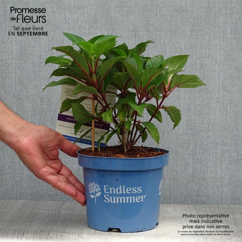 Amostra de Hortênsia macrophylla Endless Summer Bloomstar Vaso de 3 L/4 L tal como entregue no outono