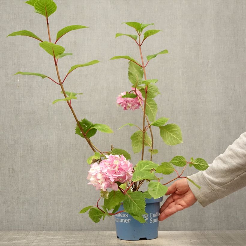 Amostra de Hortênsia macrophylla Endless Summer Bloomstar Vaso de 3 L/4 L tal como entregue no verão