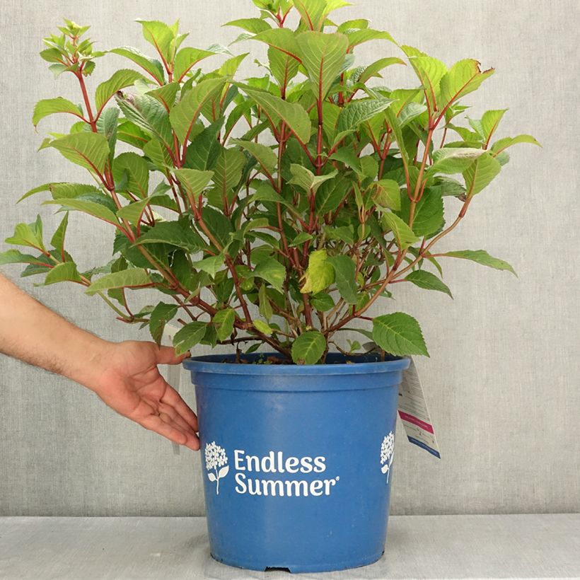Amostra de Hortênsia macrophylla Endless Summer Bloomstar Vaso de 12 L/15 L tal como entregue no verão