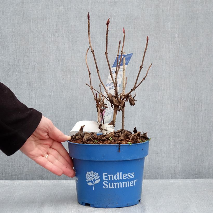 Amostra de Hortensia - Hydrangea macrophylla Endless Summer Bloomstar Vaso de 3 L/4 L tal como entregue no inverno