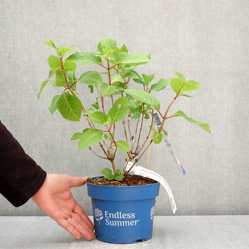 Amostra de Hortênsia macrophylla Endless Summer Bloomstar Vaso de 3 L/4 L tal como entregue na primavera