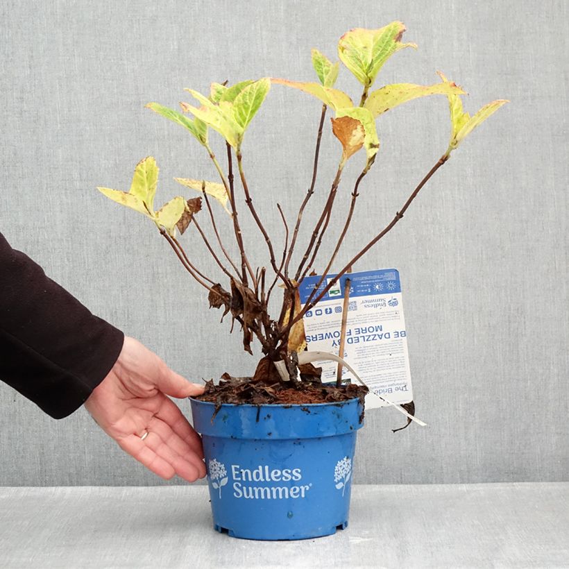 Amostra de Hortênsia macrophylla Endless Summer The Bride Vaso de 2 L/3 L tal como entregue no outono