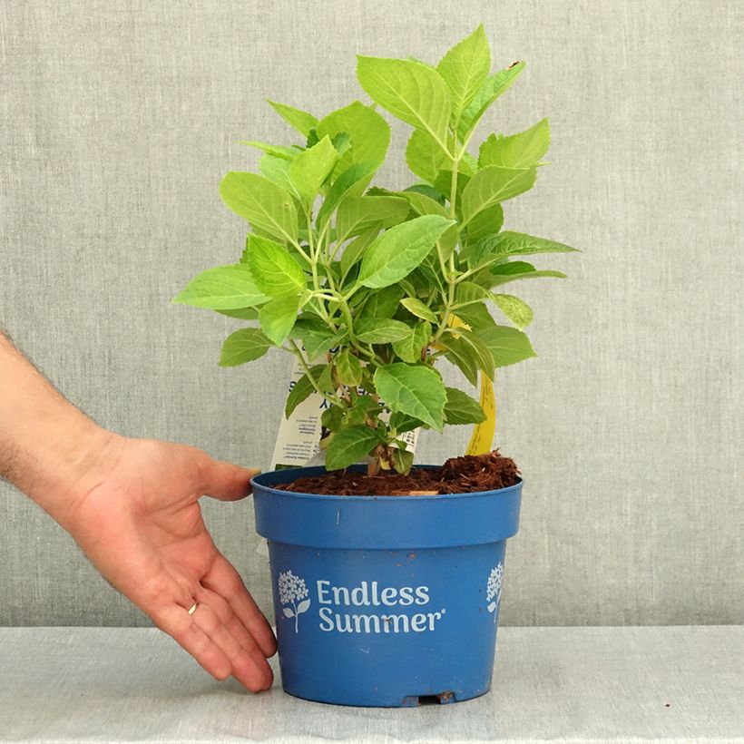 Amostra de Hortênsia macrophylla Endless Summer The Bride Vaso de 2 L/3 L tal como entregue no verão