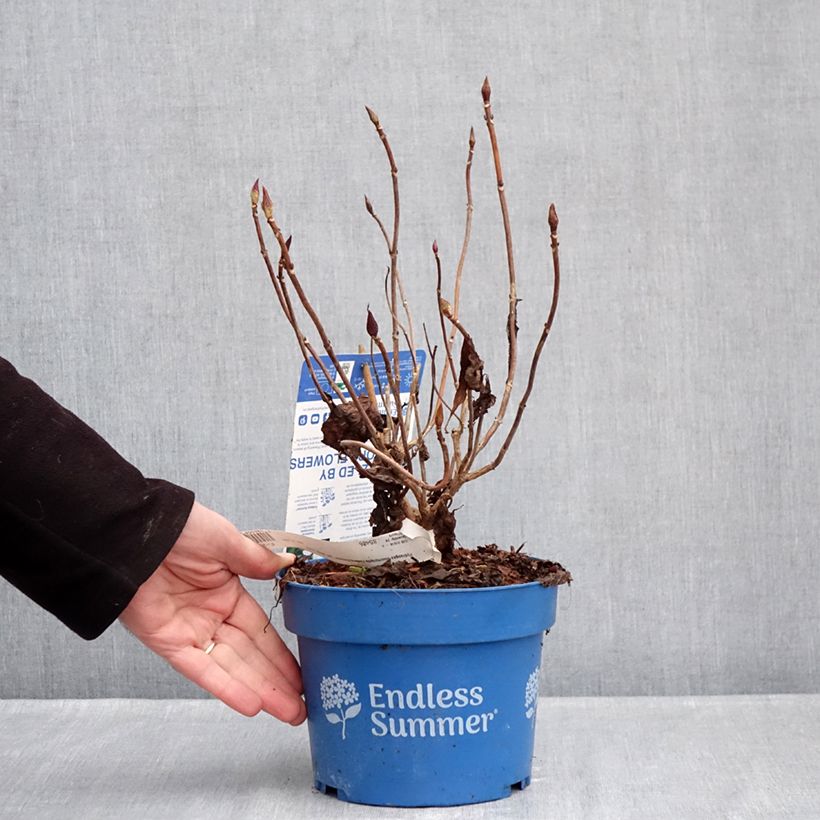 Amostra de Hortensia - Hydrangea macrophylla Endless Summer The Bride Vaso de 2 L/3 L tal como entregue no inverno