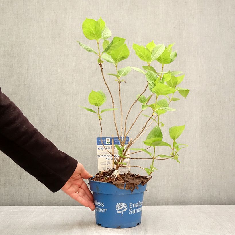 Amostra de Hortênsia macrophylla Endless Summer The Bride Vaso de 2 L/3 L tal como entregue na primavera