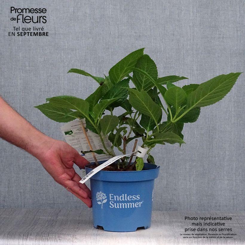 Amostra de Hortênsia macrophylla Endless Summer The Original Azul Vaso de 2 L/3 L tal como entregue no outono