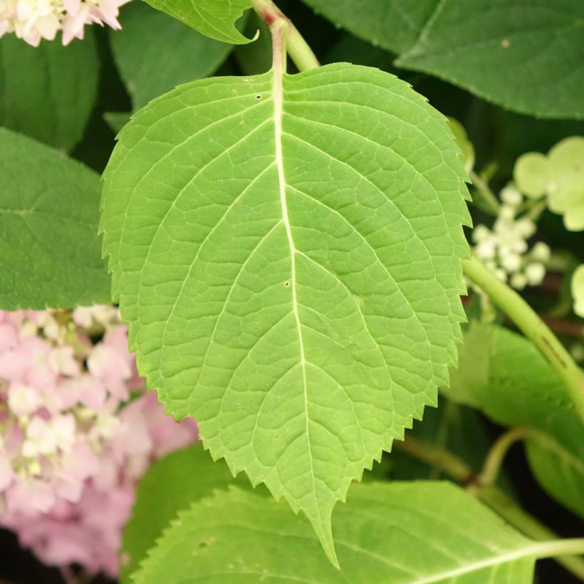 Hortênsia macrophylla Endless Summer The Original Azul (Folhagem)