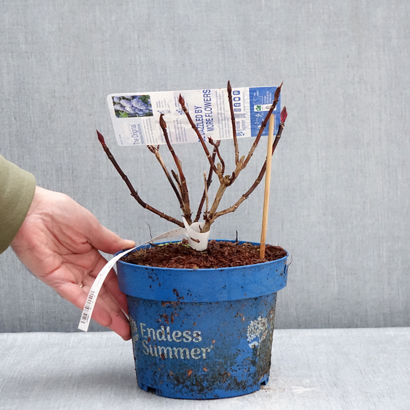 Amostra de Hortensia - Hydrangea macrophylla Endless Summer The Original (bleu) Vaso de 2 L/3 L tal como entregue no inverno