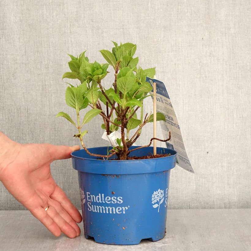 Amostra de Hortênsia macrophylla Endless Summer The Original Azul Vaso de 2 L/3 L tal como entregue na primavera
