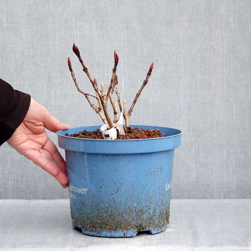 Amostra de Hortênsia macrophylla Endless Summer The Original Azul Vaso de 4 L/5 L tal como entregue no inverno