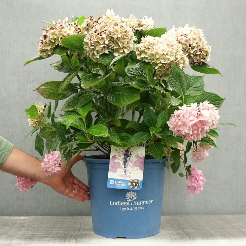 Amostra de Hortênsia macrophylla Endless Summer The Original Rosa Vaso de 12 L/15 L tal como entregue no verão