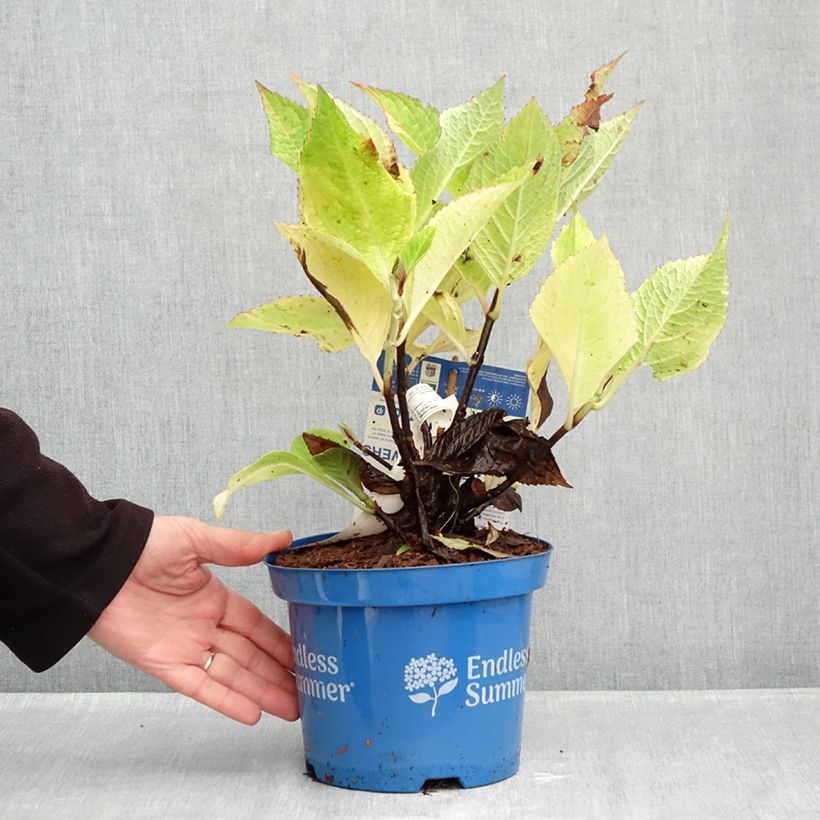 Amostra de Hortênsia macrophylla Endless Summer The Original Rosa Vaso de 2 L/3 L tal como entregue no outono