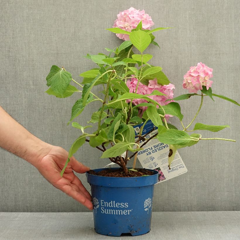 Amostra de Hortênsia macrophylla Endless Summer The Original Rosa Vaso de 2 L/3 L tal como entregue na primavera