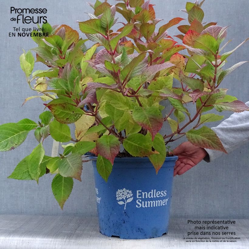 Amostra de Hortênsia macrophylla Endless Summer Twist and Shout Vaso de 12 L/15 L tal como entregue no outono