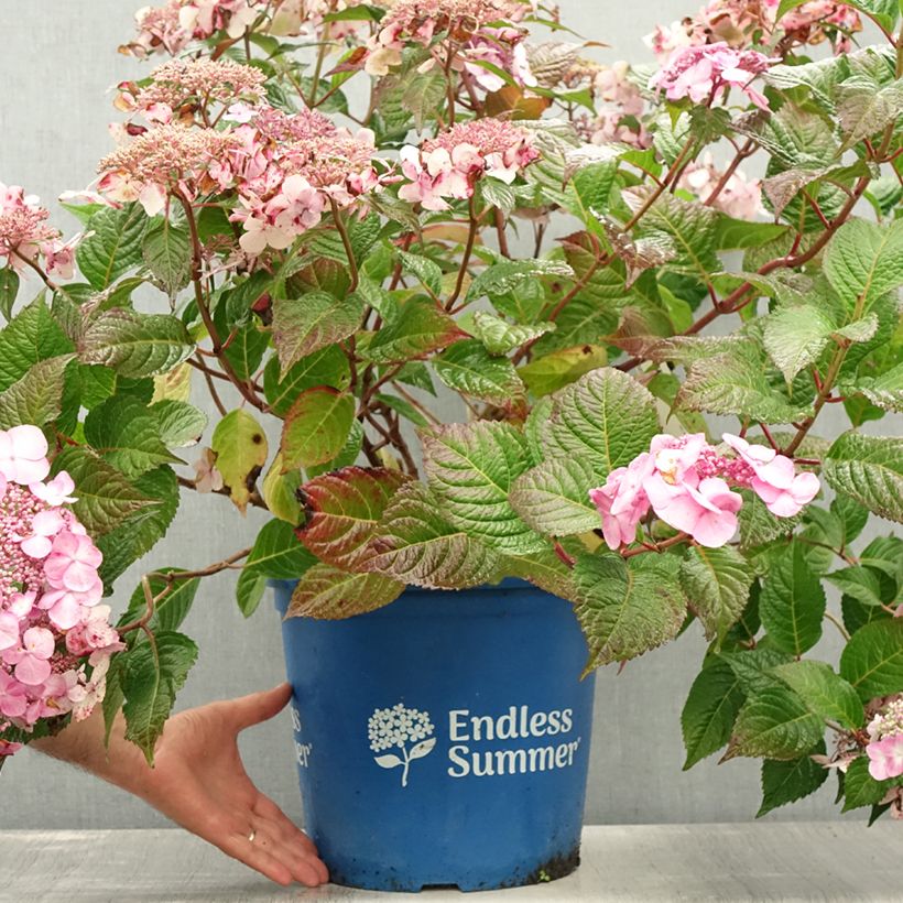 Amostra de Hortênsia macrophylla Endless Summer Twist and Shout Vaso de 12 L/15 L tal como entregue no verão