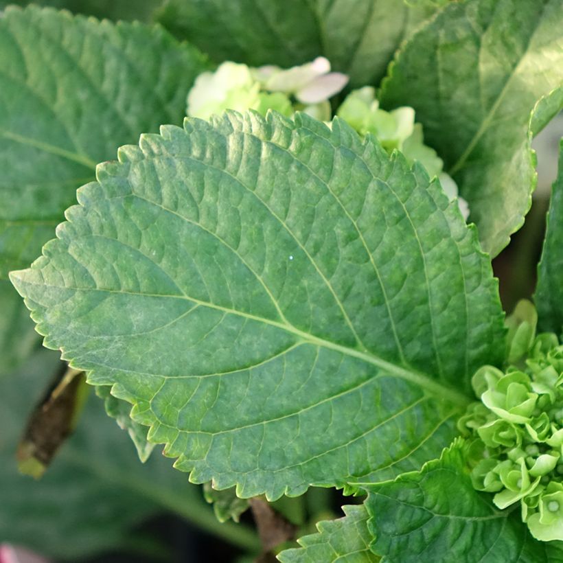 Hortênsia macrophylla Everbloom Pink Wonder (Folhagem)