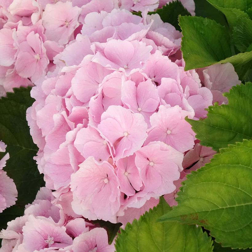 Hortênsia macrophylla Everbloom Pink Wonder (Floração)