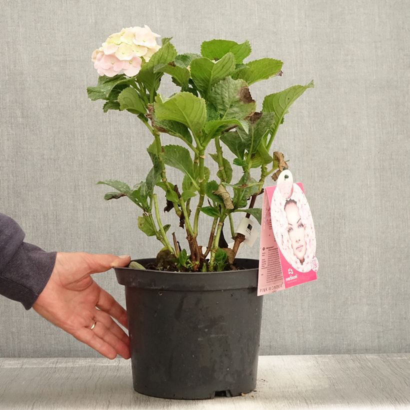 Amostra de Hortênsia macrophylla Everbloom Pink Wonder Vaso de 4 L/5 L tal como entregue no outono