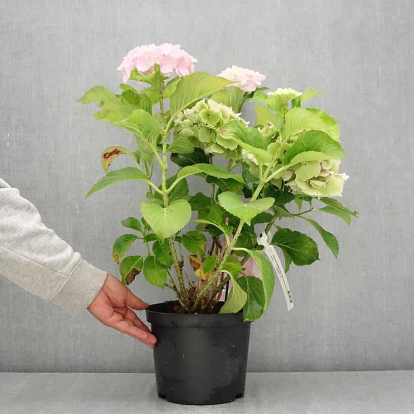 Amostra de Hortênsia macrophylla Everbloom Pink Wonder Vaso de 4 L/5 L tal como entregue no verão