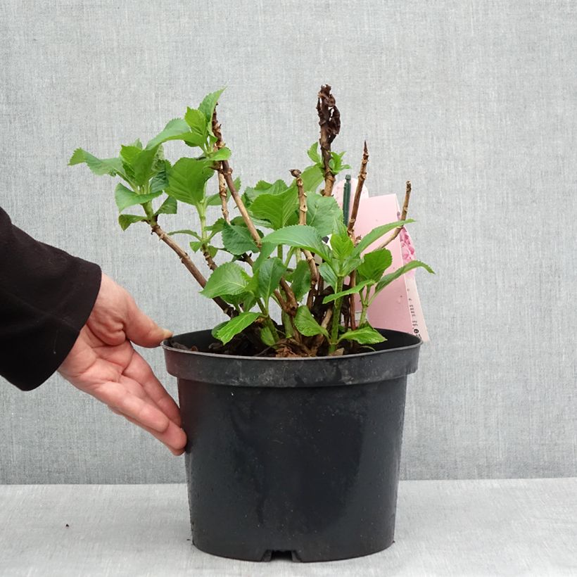 Amostra de Hortênsia macrophylla Everbloom Pink Wonder Vaso de 4 L/5 L tal como entregue na primavera