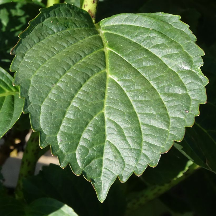 Hortênsia macrophylla Everbloom White Wonder (Folhagem)