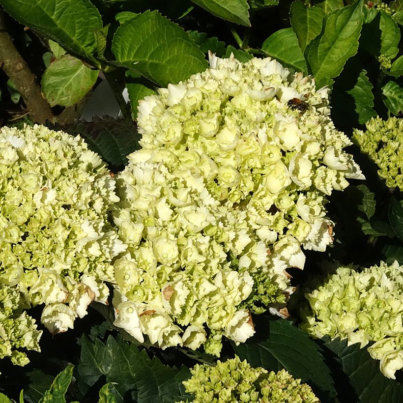 Hortênsia macrophylla Everbloom White Wonder (Floração)