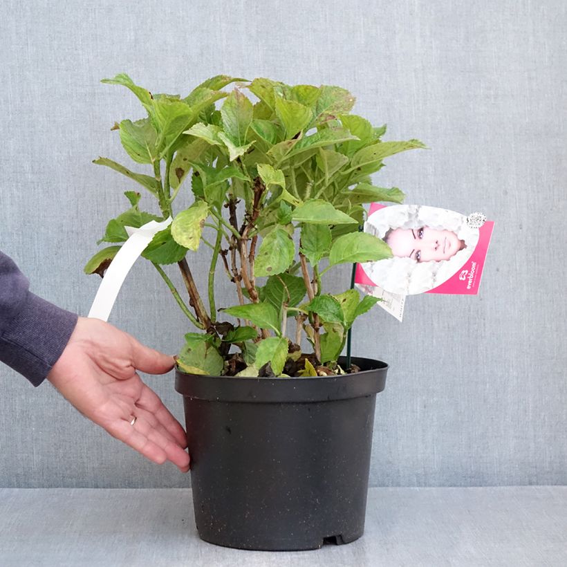 Amostra de Hortênsia macrophylla Everbloom White Wonder Vaso de 4 L/5 L tal como entregue no outono