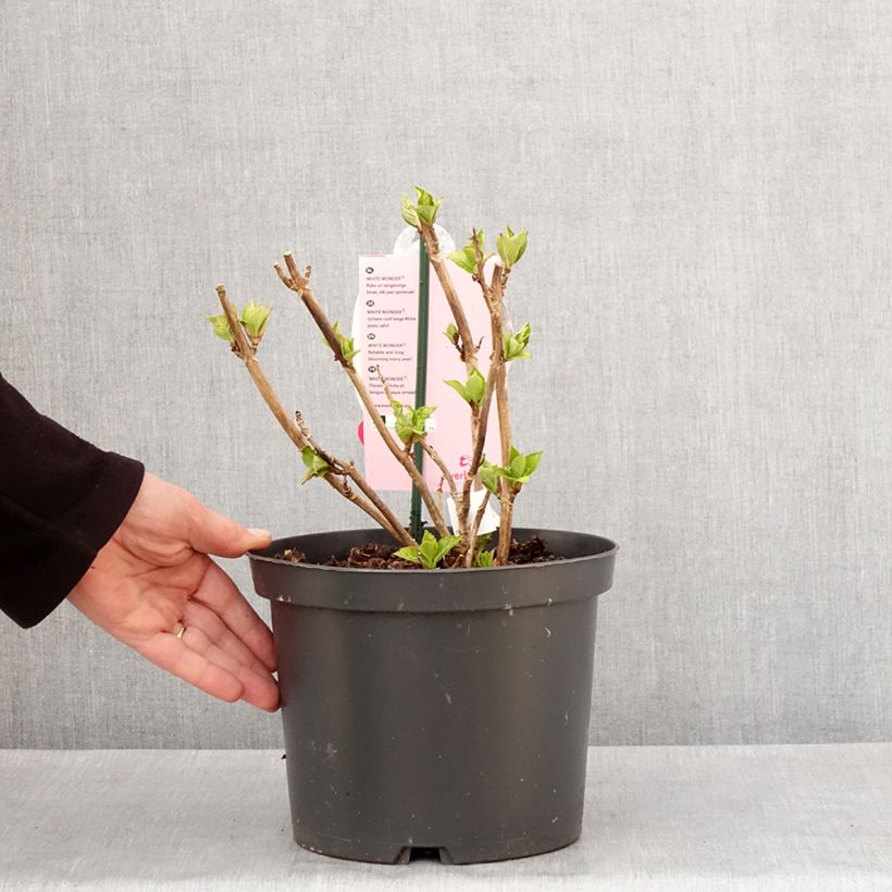 Amostra de Hortensia - Hydrangea macrophylla Everbloom White Wonder Pot de 4L/5L tal como entregue no inverno