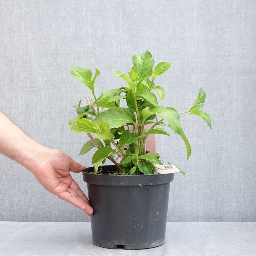 Amostra de Hortênsia macrophylla Everbloom White Wonder Vaso de 4 L/5 L tal como entregue na primavera