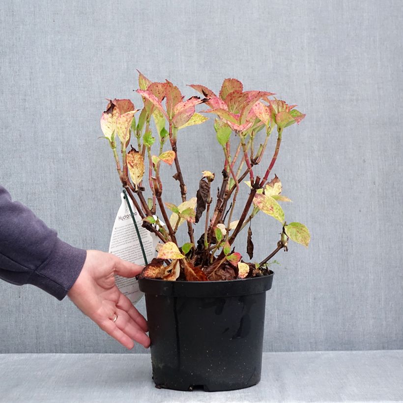 Amostra de Hortênsia macrophylla Fantasia Vaso de 3 L/4 L tal como entregue no outono