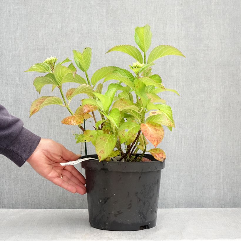 Amostra de Hortensia - Hydrangea macrophylla Fantasia Pot de 3L/4L tal como entregue na primavera