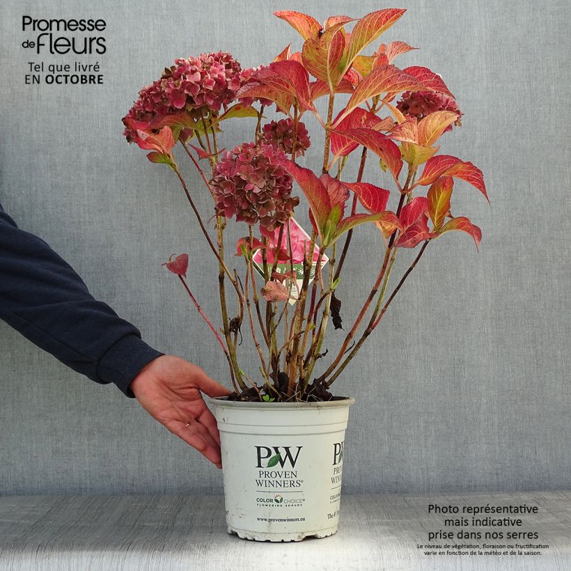 Amostra de Hortênsia macrophylla Flair & Flavours Sweet Cupcake Vaso de 4 L/5 L tal como entregue no outono