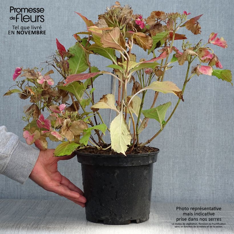 Amostra de Hortênsia macrophylla French Cancan - Hydrangea macrophylla Vaso de 4 L/5 L tal como entregue no outono
