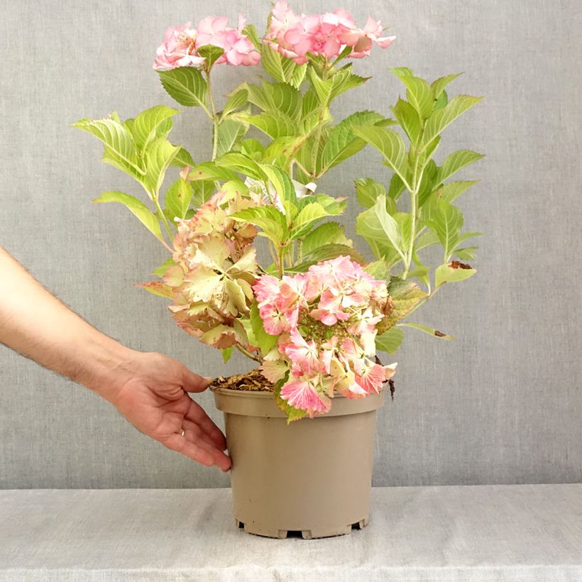 Amostra de Hortênsia macrophylla French Cancan - Hydrangea macrophylla Vaso de 4 L/5 L tal como entregue no verão