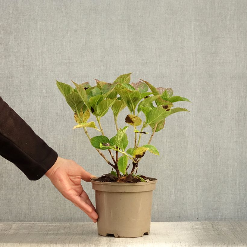 Amostra de Hortênsia macrophylla Freudenstein Vaso de 2 L/3 L tal como entregue no outono