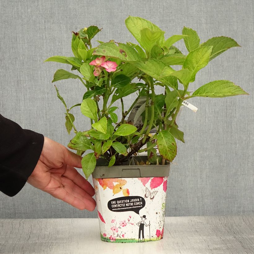 Amostra de Hortênsia macrophylla Freudenstein Vaso de 2 L/3 L tal como entregue no verão