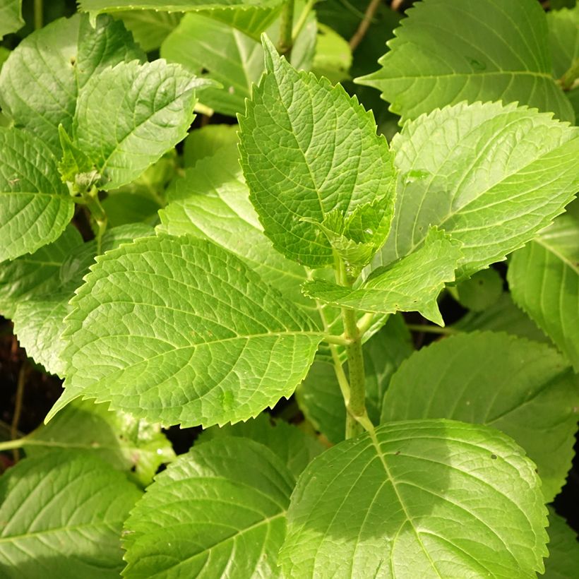 Hortênsia macrophylla Gertrud Glahn (Folhagem)