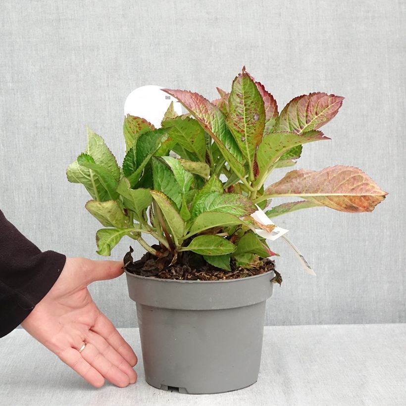 Amostra de Hortênsia macrophylla Gräfin Cosel Vaso de 3 L/4 L tal como entregue no outono