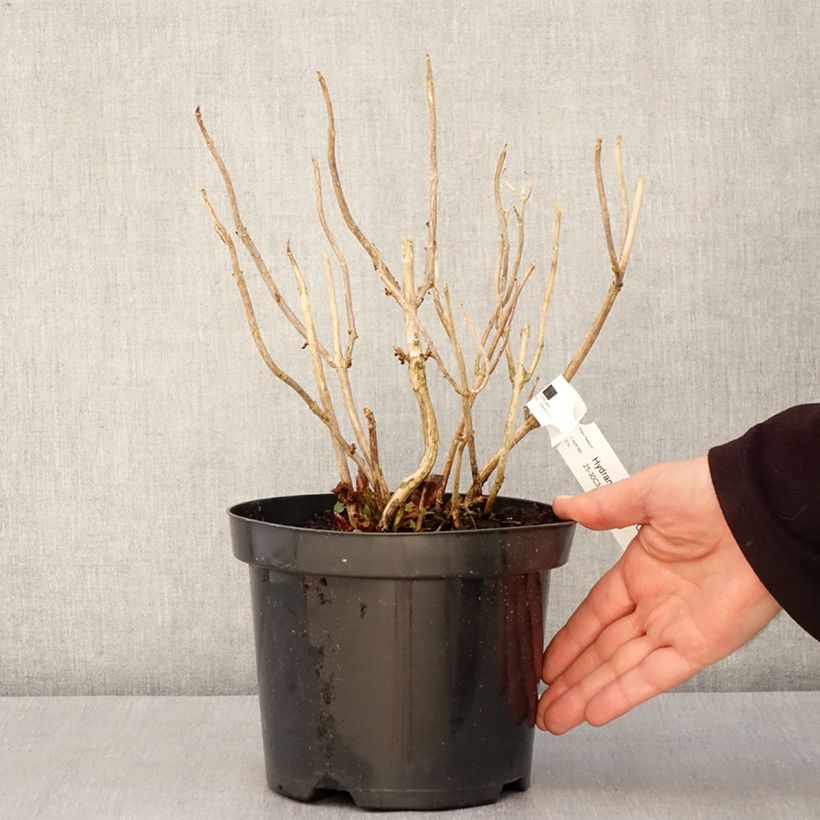 Amostra de Hortênsia macrophylla Gräfin Cosel Vaso de 3 L/4 L tal como entregue na primavera