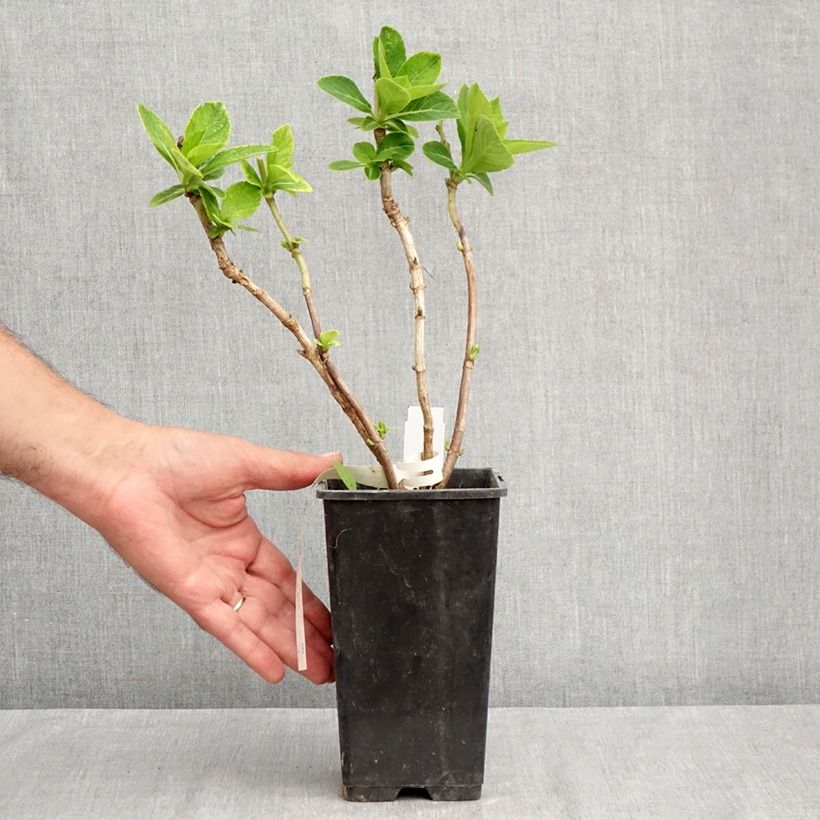 Amostra de Hortênsia macrophylla Green Ever Belles Vaso de 1,5 L/2 L tal como entregue no verão