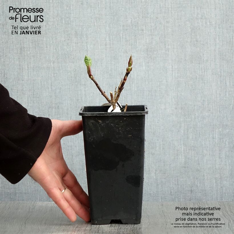 Amostra de Hortensia - Hydrangea macrophylla Green Ever Belles Pot de 1,5L/2L tal como entregue no inverno