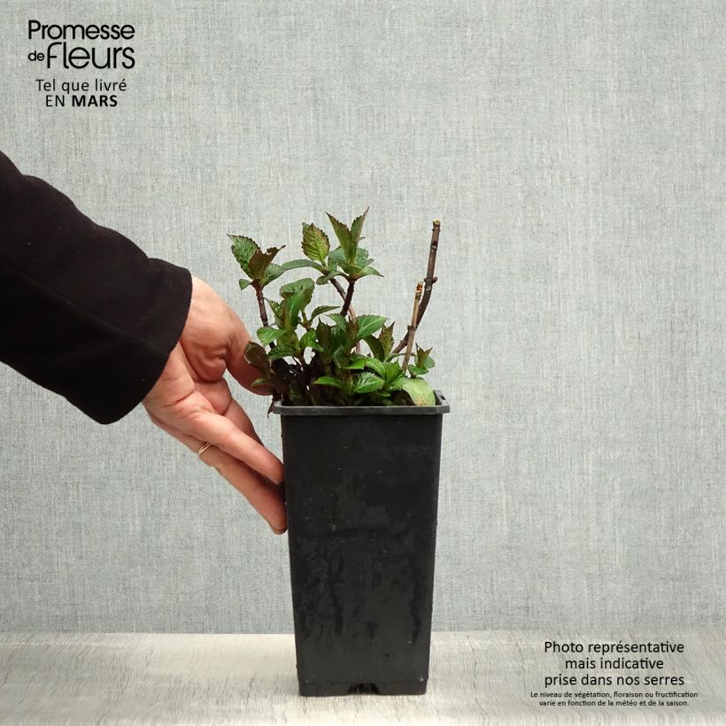 Amostra de Hortênsia macrophylla Green Ever Belles Vaso de 1,5 L/2 L tal como entregue na primavera