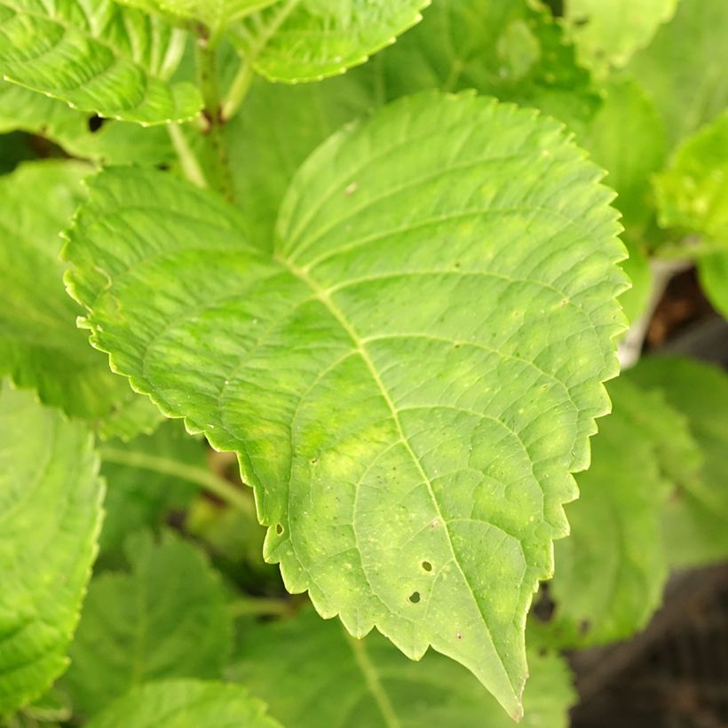 Hortênsia macrophylla Green Ever Belles (Folhagem)