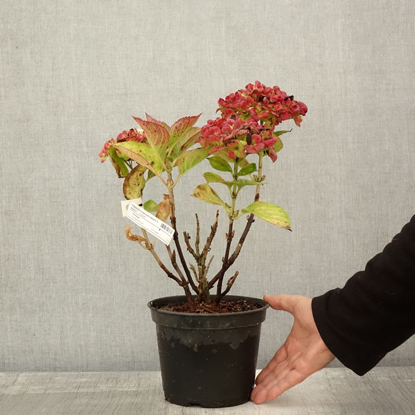 Amostra de Hortensia - Hydrangea macrophylla Green Ever Belles Pot de 2L/3L tal como entregue no outono