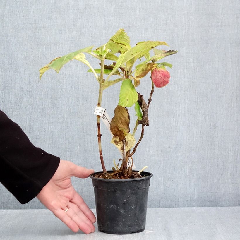 Amostra de Hortênsia macrophylla Green Ever Belles Vaso de 1,5 L/2 L tal como entregue no outono