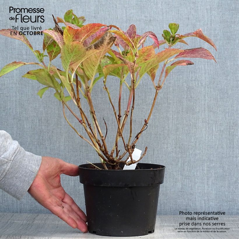 Amostra de Hortênsia macrophylla Green Shadow Vaso de 2 L/3 L tal como entregue no outono
