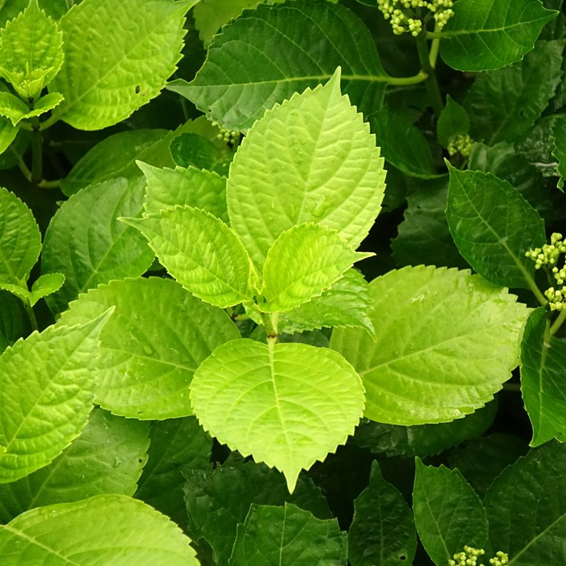 Hortênsia macrophylla Hovaria Hobergine (Folhagem)